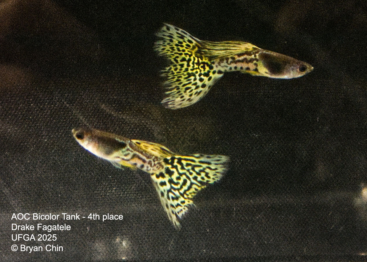 Guppy Bicolor Metal